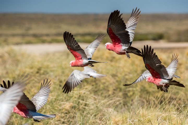 Nunawading -Birds -Galahs