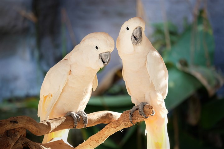 Nunawading -Birds -Cockatoos